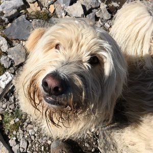 Meet your Posher, Chelsie